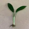 Planta en Maceta Princesa Verde Diamante Dorado de Hoja Grande, Perenne Todo el Año, Absorbe Formaldehído y Purifica el Aire, Adecuada para Sala de Estar Plantas y Flores Verdes Hidropónicas de Interior