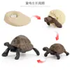 Juguete modelo de animal pequeño simulación ciclo de vida crecimiento rana tortuga pollo Montessori material didáctico preescolar venta al por mayor