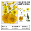 Marcador de resina con flor prensada flor inmortal DIY paquete de flores secas mixtas hojas hecho a mano Festival de Medio Otoño flores prensadas flores reales especímenes de plantas
