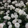 Mudas de Roseira Trepadeira Florescem em Todas as Estações, Mudas de Roseira Trepadeira, Trepadeiras, Florais Grandes de Pátio, Vasos de Flores para Varanda