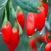 Mudas de Goji Berry Preto, Mudas de Goji Berry Vermelho, Frutas Comestíveis de Vasos do Sul e do Norte, Mudas de Goji Berry Amarelo que Frutificam no Mesmo Ano