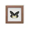 Espécime de Borboleta Real, Espécime de Inseto, Espécime Real em Moldura de Vidro, Decoração para Casa com Libélula, Decoração de Presente de Aniversário