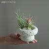 Piña Aérea Plantas Verdes de Escritorio para Oficina Plantas Pequeñas en Maceta de Interior Fáciles de Mantener Durante Todo el Año Flores Estabilizadoras del Ánimo para Personas Perezosas