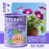 Cultivando Pequenas Plantas Verdes em Vasos, Plantas Enlatadas, Plantas de Mesa Fáceis de Cuidar, Sementes, Morangos, Girassóis, Presentes para Estudantes, Observação de Plantas