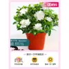 Plántulas de Copo de Nieve Azul en Maceta Plántulas Grandes con Capullos Plantas de Balcón Fáciles de Cultivar Florales Todo el Año Flores Florecen en el Patio