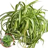 Planta en maceta Chlorophytum de hoja rizada corazón dorado, planta pequeña de escritorio para oficina de chica francesa, planta verde colgante de interior, Chlorophytum de borde dorado