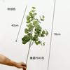 Eucalipto Simulado Contendo Yang Folha de Dinheiro Decoração de Casa Casamento Flor Artificial Falsa Planta Verde Folha de Eucalipto Única