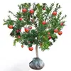 Árbol Joven de Granada Ácida Enana, Semilla Suave Tunecina, Semilla Suave Huidong, Lintong, Robe Rojo Grande de Sichuan, Brote de Árbol de Granada Ácida Enana, Semilla de Huidong sin Semillas
