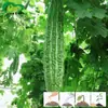 Sementes de Melão de São Caetano Verde Longo Broto Cai Cai Maturação Precoce Verde Doce Crocante Ligeiramente Amargo Sementes de Melão de São Caetano Verde Longo Sementes de Vegetais Horta de Fazenda Sementes de Vegetais