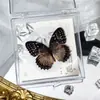 Foto de Espécime de Borboleta Real Porta-Retrato Caixa Transparente Ornamentos Estéreo Presente Ensino de Jardim de Infância Criativo Artesanal Adereços para Fotos
