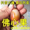 Semilla de Bodhi Fruta de Bodhi Raíz de Bodhi Colgante Fruta Cruda Collar Hueco Bodhi de Mil Ojos Sakyamuni