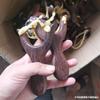Barraca de Rua do Mercado Noturno, Mercadoria de Segunda Categoria, Estilingue de Madeira, Estilingue de Madeira de Asa de Frango, Estilingue Brinquedo para Crianças