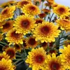 Atacado de Flores Margaridas Multicabeça, Entrega Direta de Yunnan, Cestas de Flores, Buquês, Arranjos para Vaso em Casa, Exposição em Banca, Compra em Grupo, Dropshipping de Uma Peça