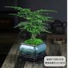 Aspargos Vaso Planta de Flor Interna Sala de Estar Absorvendo Certo Aldeído Bonsai Mesa de Escritório Planta Verde Pequena Perene Fácil de Manter