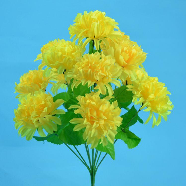 12头爪菊14.jpg