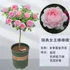 Pirulito Rosa Quatro Estações Pétala Dupla Altamente Perfumada Tronco de Árvore Sete Cores Flor Grande Rosa Enxertada Flores em Vaso de Quintal Varanda