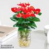 Plantas hidropônicas de palmeira rosa com dropshipping são fáceis de cultivar em ambientes internos, pequenas plantas verdes em vasos, flores frescas, fáceis de cultivar e florescer em todas as estações