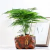 Filodendro Princesa Hoja Grande Diamante Dorado Planta Verde Fresca Divertida de Escritorio para Interiores Planta en Maceta Fácil de Mantener Florales y Plantas Hermosas