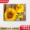 Pintura decorativa de girasol de alta definición, AliExpress, Amazon, impresión sin marco, lienzo, suministro transfronterizo 2092