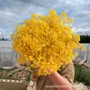 Gipsofila Flor Eterna Ramo de Flores Secas Venta Directa de Fábrica de Yunnan Gipsofila Flor Eterna Hecho a Mano DIY Flores al por Mayor