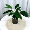 Planta verde de escritório vaso pequeno de mesa hidropônico sala de estar interior florindo árvore da boa sorte endro verde flores de mesa