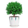 Evergreen Interior Balcón Patio Escarcha Plantas En Maceta Son Fáciles de Mantener y Viven en Escritorio Bonsái Verde Plantas Verdes Pinos