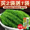 Uvas de Mar para Niños, Uvas de Mar Verdes Frescas, Uvas de Mar Saladas, Tienda Oficial Principal, Uvas de Mar con Perlas Saladas
