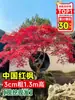 Venda direta de mudas de bordo vermelho japonês, árvore de bordo vermelho para todas as estações para pátio externo de vilas, mudas de árvores de bordo vermelho em vasos