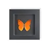 Specimen de Mariposa Real Set de Regalo de Mariposa Rosa Manchada Premium para Mujeres, Decoración 3D, Regalo para Amigos, Materiales Didácticos, Marco de Fotos