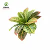 Ficus Elastica Folhas Grandes Planta de Folha Verde Mudança de Cor Madeira Falsa Planta em Vaso Falso Árvore Pequena Árvore Falsa de Interior Bonsai de Folha Verde
