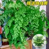 Helecho Rey en maceta Helecho Culantrillo helechos de interior tolerantes a la sombra plantas verdes colgantes para balcón Helecho Riñón plantas verdes de selva para sala de estar