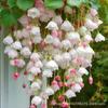 Compra de Comercio Electrónico-Semillas de Flor de Begonia Colgante Transfronteriza Planta Trepadora Fácil de Cultivar en Todas las Estaciones, Siembra y Floración