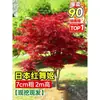 Vivero de arces rojos japoneses para dropshipping, árbol enano rojo de cuatro estaciones, árbol paisajístico Princesa Danza Roja, resistente al frío para exteriores para villas