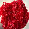 Anna Hydrangea Hydrangea Hydrangea Flor eterna flutuante Flor seca Decoração para casa Fábrica de Yunnan Atacado Frete grátis