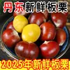 Castanhas de Dandong, Castanhas Frescas, Castanhas Macias e Grandes, Pomares de Fazenda, Castanhas Frescamente Colhidas da Árvore