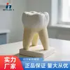 Modelo Molar Dentista Molar Diente Grande Removible Caries Anatomía Diente Humano Enseñanza Demostración Biológica