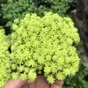 Plantas de Piedra Absorbente Plantas Verdes Piedra de Agua Acuaterrario Tanque de Selva Rocalla Paisajismo Musgo Helecho Micro-paisaje Plantas de Bonsái