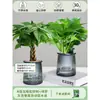 Árbol de la Fortuna Trenzado Planta Pequeña en Maceta Bonsái Escritorio Oficina Planta Verde Tolerante a la Sombra Planta Hidropónica