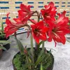 Bulbos y semillas de Amarilis, plantas grandes en maceta para todas las estaciones, flores de maceta nacionales de pétalo simple, plantas de jardín perennes y lirios de pétalo doble