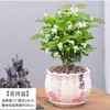 Planta de Jazmín en Maceta Florece en Todas las Estaciones, Plántulas de Jazmín Especialmente Aromáticas con Capullos, Plantas con Flores, Florales de Interior, Fácil de Cultivar
