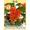 Plántula de Osmanthus en Maceta Osmanthus de Cuatro Estaciones Osmanthus Dorado Planta de Interior de Aroma Fuerte Patio Árbol Grande Dorado Maceta Flor Plantación en Suelo