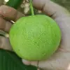 Edifício de Quatro Andares com Cabeça de Leão e Padrão de Unicórnio, Chapéu Oficial, Couro Verde, Jogo de Noz, Couro Verde Pode Produzir Formas Três-Lados ou Quatro-Lados