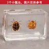 Nuevos especímenes de insectos reales transfronterizos de Amazon: arañas de resina transparente, escarabajos de otoño, escarabajos dorados, escorpiones y escarabajos