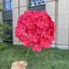 Flor de Hortensia del Sur de China Simulación Flor Boda Decoración del Hogar Flor Falsa Venta al por Mayor