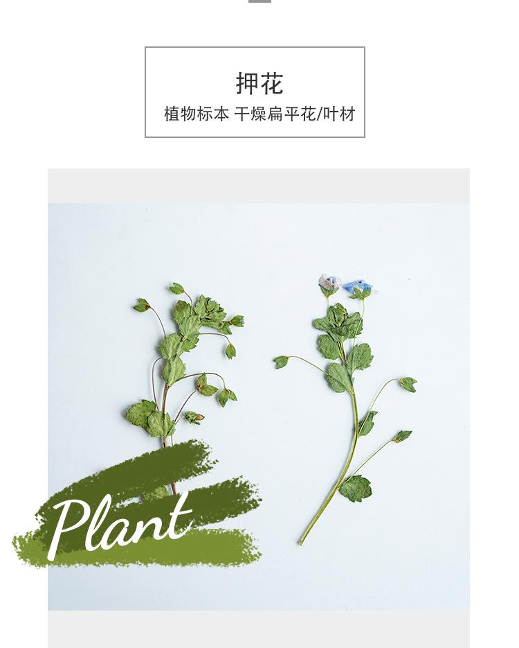 婆婆纳详情_02.jpg