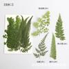 Fábrica de Fuente de Rapsodia [Kit de Materiales para Repujado] Clase de Manualidades DIY Kit de Materiales de Flores Prensadas Especímenes de Plantas Flores Secas