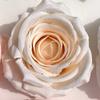 Flor artificial cabeza de flor rosa flor falsa flor de tela de lana flor rosa flor de seda pared de flores arreglo floral corona flor falsa mayoreo y menudeo