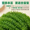 Uvas de Mar para Niños Listas para Comer Uvas de Mar Saladas Tienda Oficial Principal Alimento Fresco de Moda Ingrediente Alimenticio