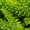 Uvas de Mar Listas para Comer Algas Saladas Infantiles Plato Frío Fresco Uvas de Agua Vegetales Marinos Caviar Verde Algas Marinas