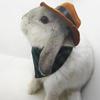 Conejo Mascota, Cobaya, Cobaya, Chinchilla, Sombrero de Erizo, Sombrero Pequeño, Sombrero de Vaquero, Babero, Toalla Triangular Transformación